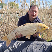 koi ponty